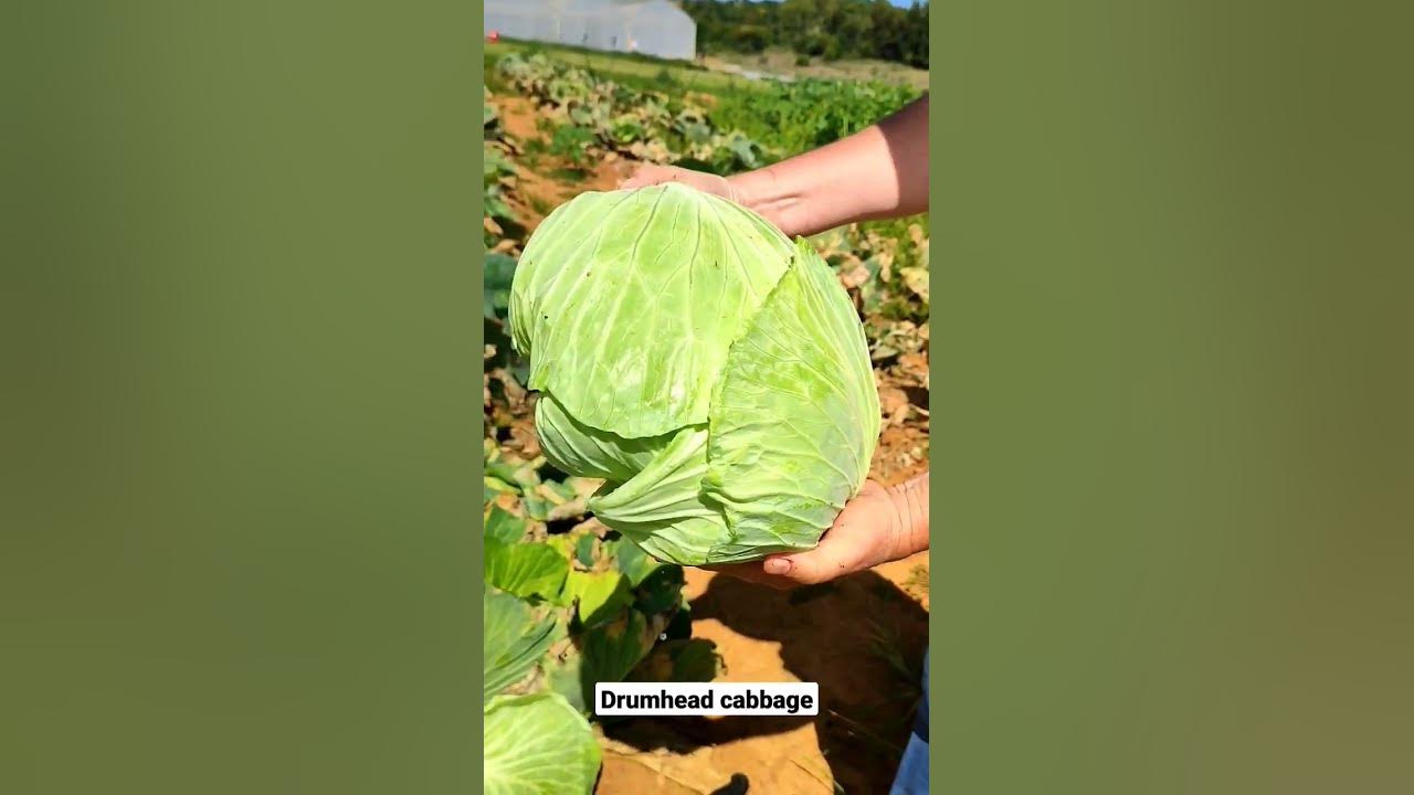 Drumhead cabbage harvest! 👏🙌😍 YouTube