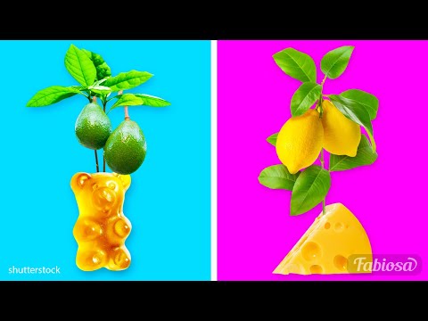 Growing lemon: 6 easy life hacks to regrow fruits & veggies from your kitchen