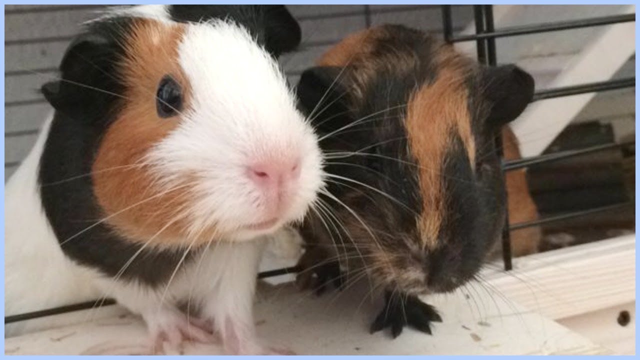 Baby Guinea Pigs Pebbles & Frieda YouTube