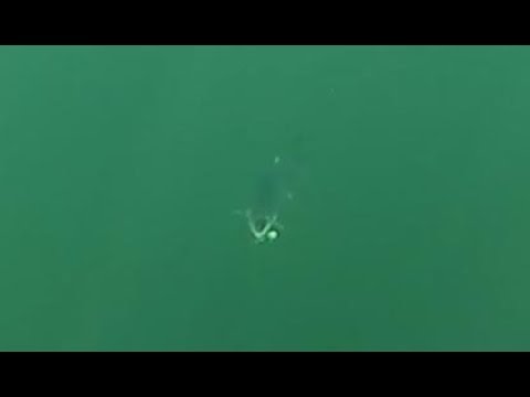 Trolling for trout with a Tasmanian devil lure - Spydro Camera 