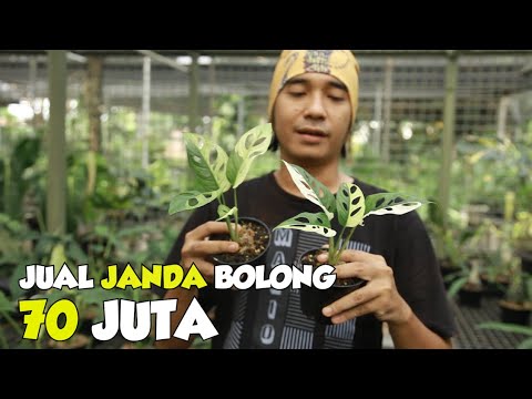 Video: Berbagai Jenis Hosta - Pelajari Tentang Varietas Umum Hosta