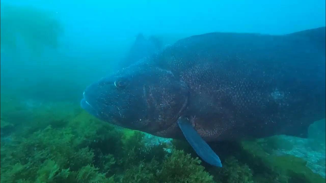 GIANT SEA BASS IN THE PARK RAW FOOTAGE YouTube