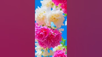 #القرآن_الكريم#راحة_نفسية #تلاوة_خاشعة Beautiful flower video #quran #nature #القزابري#islamicprayer