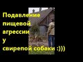 Подавление пищевой агрессии у собаки гипнозом:))