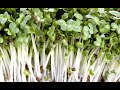 Growing Broccoli Sprouts Vertically