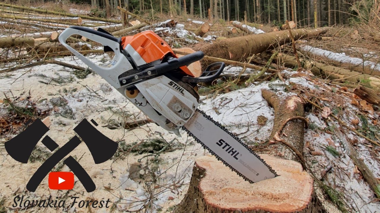 Stihl ms 261 vs Big spruce 🌲 - YouTube