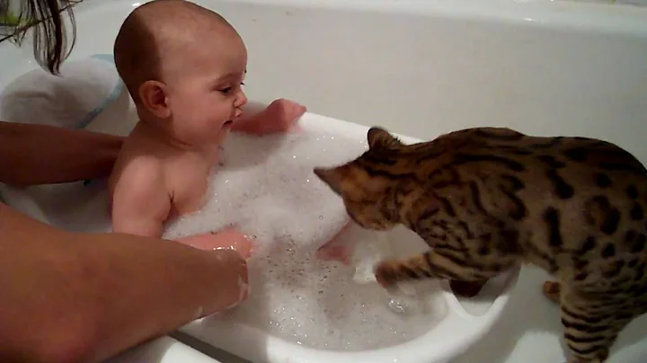 Video 10136501: baby bengal kitten, baby kitten bath, kitten laugh