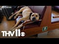 Meet Boji, Istanbul's commuter dog