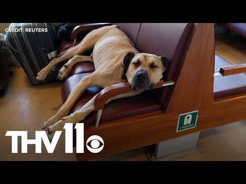 Video: Avel din hund