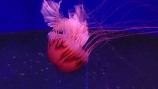 Музей Медуз | Museum of Jellyfish | Kiev, Ukraine