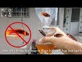 HOW TO: DIY Cockroach Trap