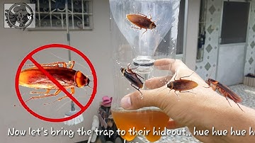 HOW TO: DIY Cockroach Trap