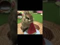 Innocent rabbit viralshorts funnyshorts amazing cutiepie rabbits