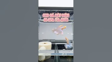 Cho cá bảy màu đi Spa tỉa đuôi 🤣 #guppymall #guppy #guppyfish #cabaymau #ca7mau #xuhuong #shorts