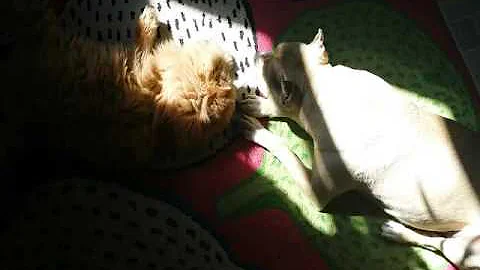 Video 11249021: persian cat fight, cat vs persian