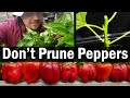 Don't Prune Your Peppers!