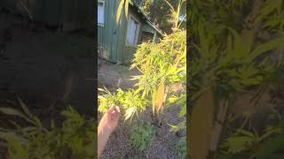Buddah Garden Terp Tour 2021: Black Lime Reserve by Mean Gene From Mendocino/Freeborn Selections