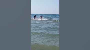#Анапа #Дельфины напали на людей