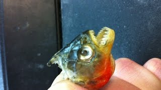 a wounded red belly pirahna acts as a leaf trimmer very scary and dangerous set of teeth