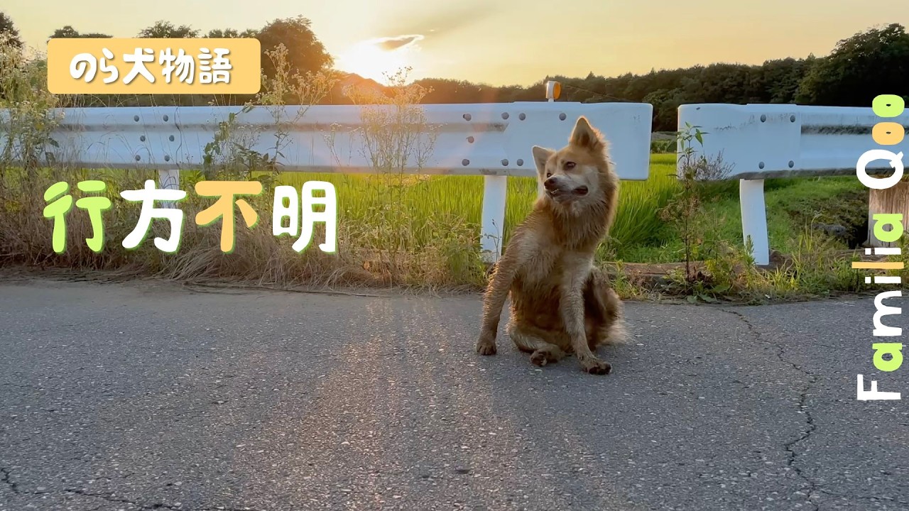 ★★ SONGです★★ 子犬のるーくL　カモフラフィールド Missing [Miniature Dachshund and Neighborhood Stray Dog] - YouTube
