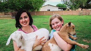 Raising these baby goats -- we HOPE we made the right choice!