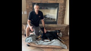 Puppy proof your dog bed with 4Knines by 4Knines® 66 views 1 year ago 1 minute, 30 seconds