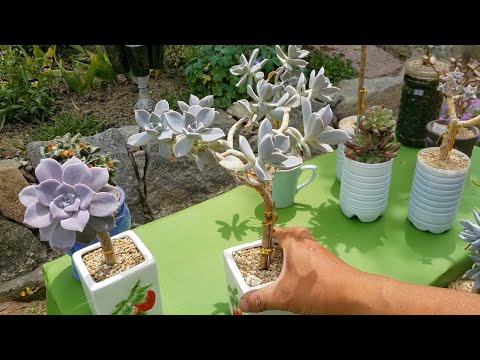 How to make bonsai with succulents.