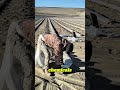 They Use Sand… to Stop the Desert#foryou #shorts #desert