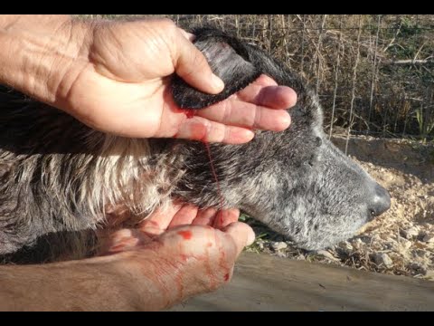 DOG EAR HEMATOMA DRAINING .. DO IT YOURSELF AT HOME