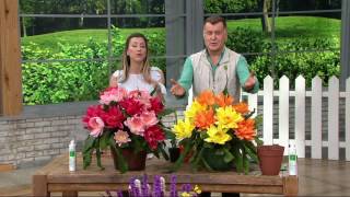 Roberta's 2-piece 2-in-1 Orchid Cactus Collection on QVC