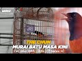 Suara Burung Murai Batu Masa Kini The Cun Pedatang Baru Siap Mengancam Mp3 - Mp4 Download