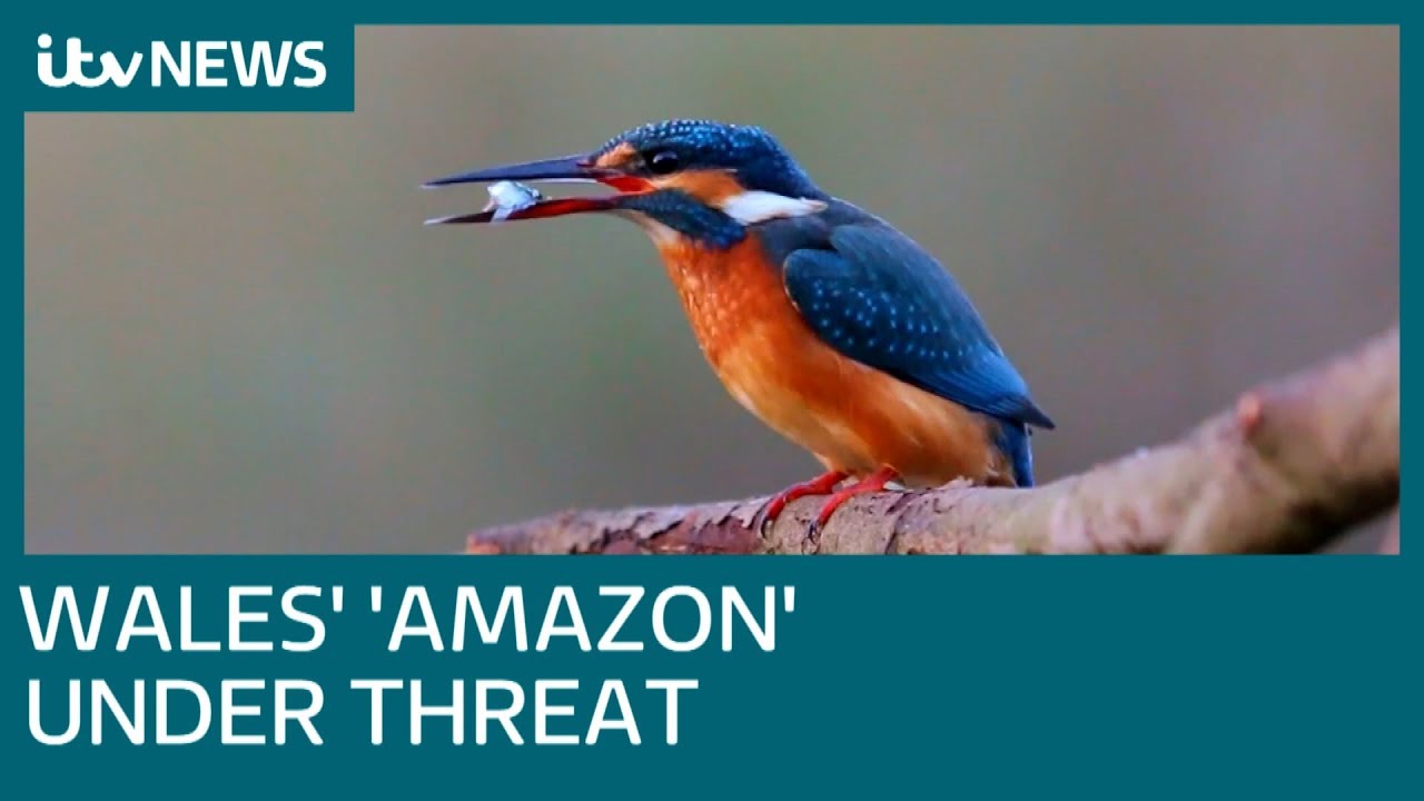 itv news readers M4 extension threat to Welsh wildlife | ITV News