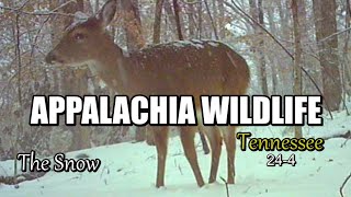 Appalachia Wildlife Video 24-4 of As The Ridge Turns in the Foothills of the Smoky Mountains by DONNIE LAWS 8,765 views 3 months ago 11 minutes, 42 seconds