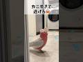 パパお風呂。後追いオウムの切ないお誘い【おしゃべりモモイロインコの春ちゃん】