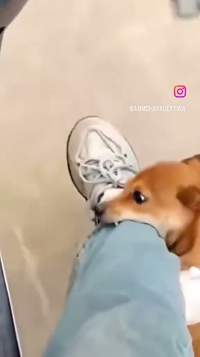 Video lucu dikejar anjing #funny #shhort #hewan #videolucu