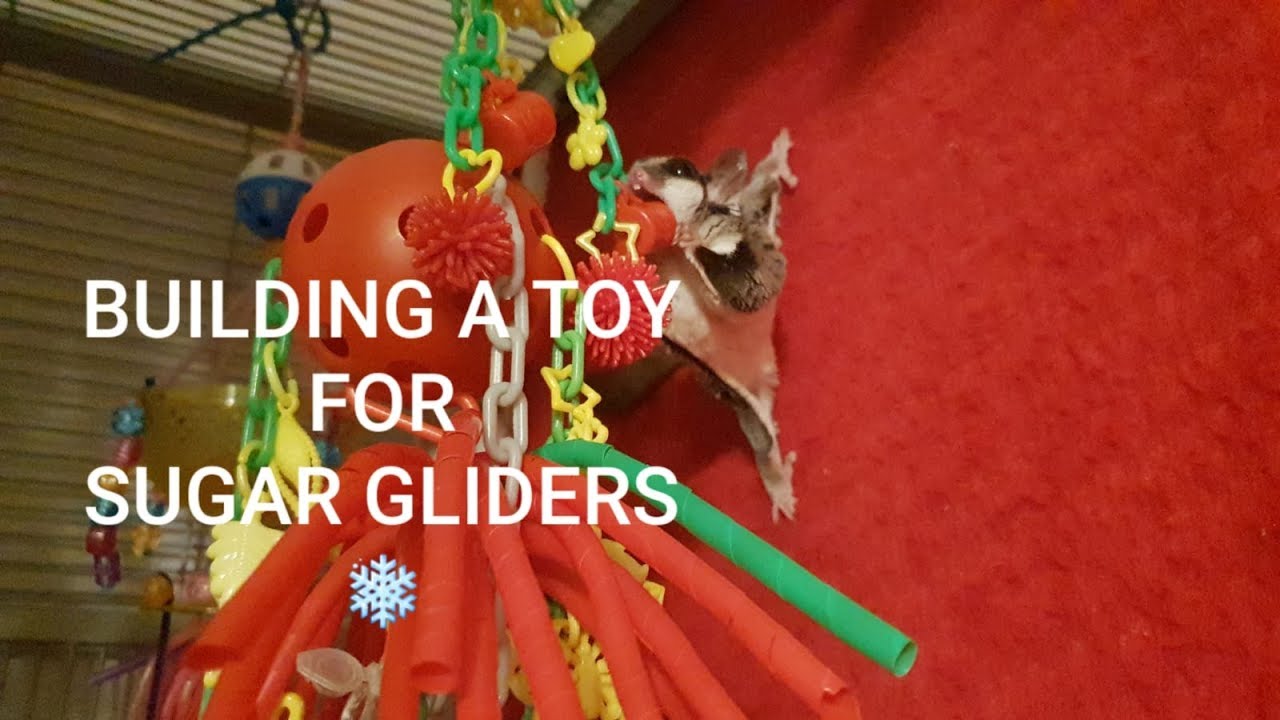 Toy For Your Pet Sugar Gliders