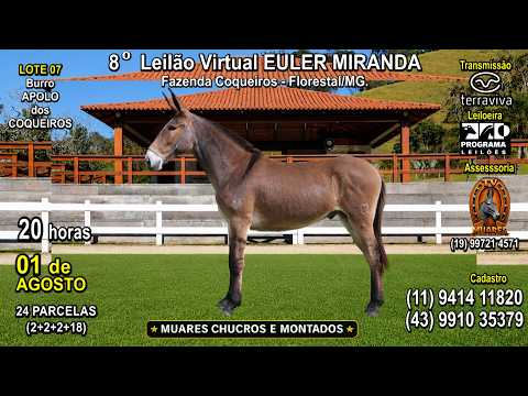LOTE 07 - 8º LEILÃO VIRTUAL EULER MIRANDA - MUARES CHUCROS E MONTADOS - TV MUARES (19) 997 21 4571