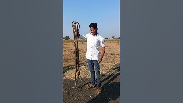 rat snake #snake #indian #video #views #shortvideo #ratsnake