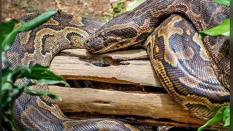Shock as Huge PYTHON Visits GRAVE & HOUSE of Late SNAKE handler in Baringo - Chatu Katembelea KABURI