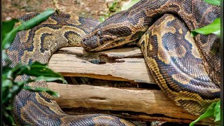 Shock as Huge PYTHON Visits GRAVE \& HOUSE of Late SNAKE handler in Baringo - Chatu Katembelea KABURI