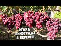 виноград в вересні