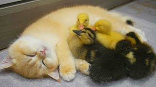 Ducklings and goslings snuggled up closer and fell asleep besides kitten Loki
