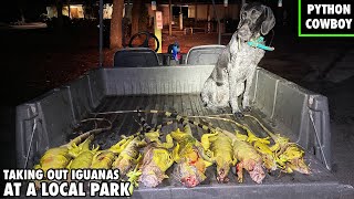 I Was Hired To Hunt Invasive Iguanas At Night In A Local Park