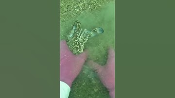 Quá may mắn bắt được cặp Ghẹ xanh | Cảnh 86 #lặnbiển