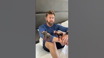 Would You Rather: Animal Edition