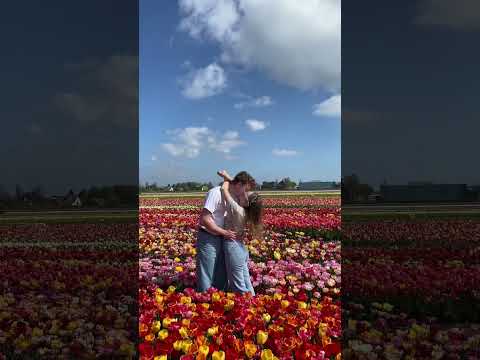 Sweet Memory From The Tulip Fields Amsterdam Netherlands Tulip Tulips Tulipfields Couple Sweet Memory From The Tulip Fields Amsterdam Netherlands Tulip Tulips Tulipfields Couple