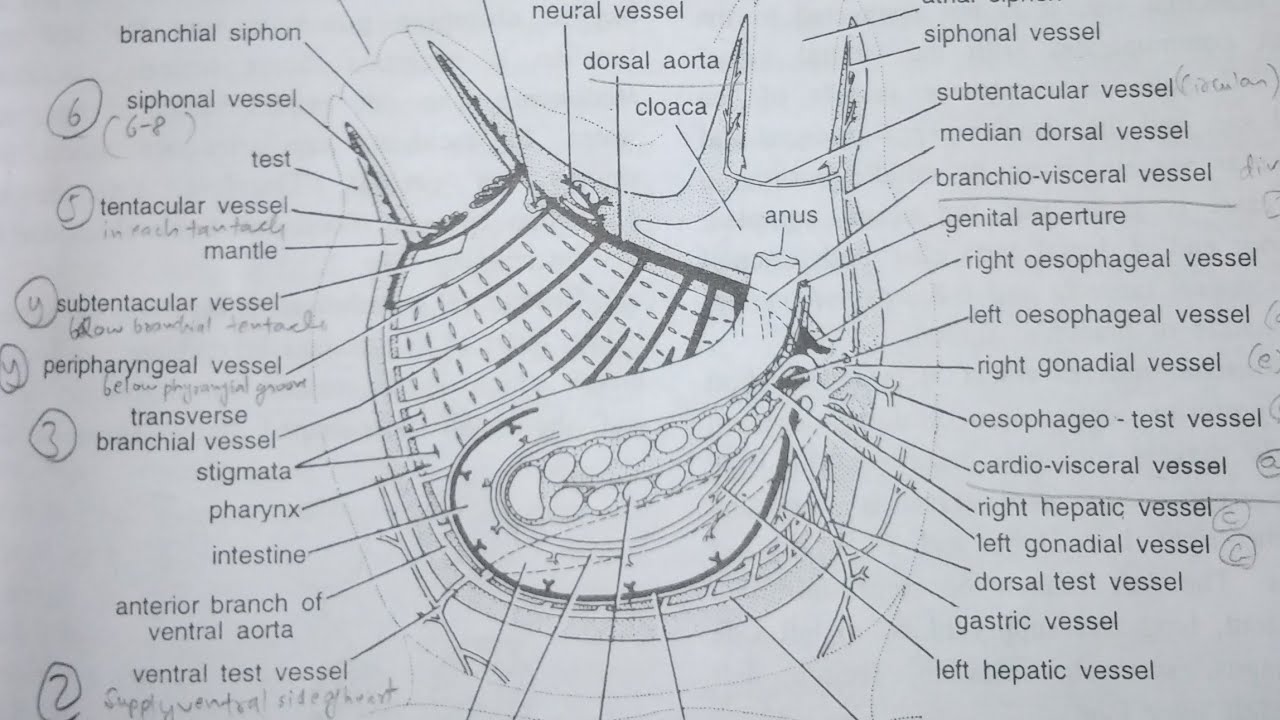 Herdmania blood vascular system//chordata//sea squirt - YouTube