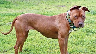 American Bully vs. French Bulldog: Which Breed Is Right for You? by The Last American Bully 66 views 2 weeks ago 5 minutes, 16 seconds