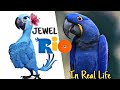 √70以上 blue rio movie characters 107110-Blue rio movie characters