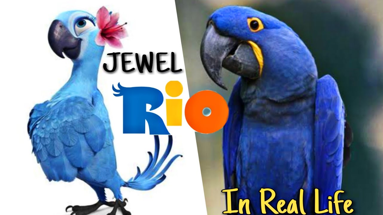 Rio In Real Life All Characters Rio 2 Youtube